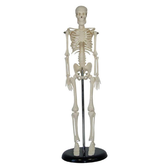 Mini esqueleto de 45 cm