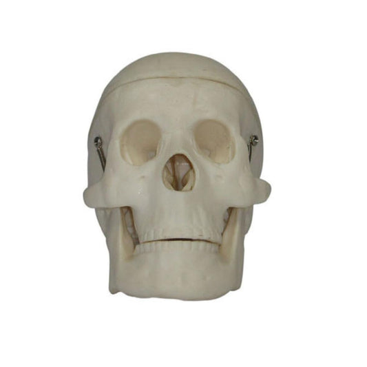 Cráneo de plástico en miniatura
