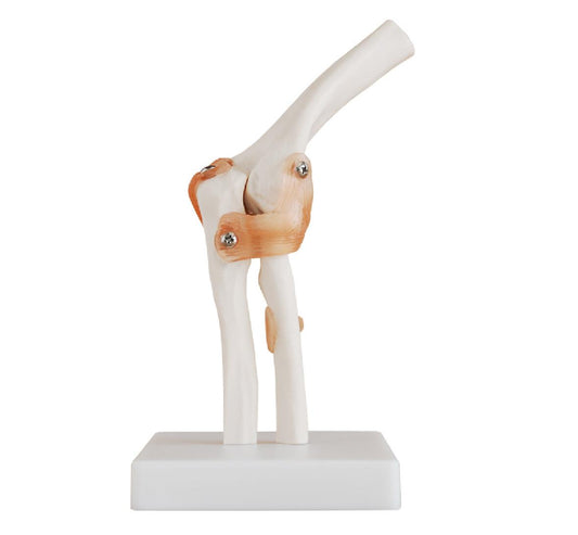 Life-Size Elbow Joint