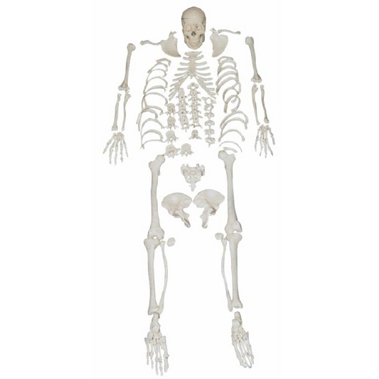 Esqueleto desarticulado con cráneo