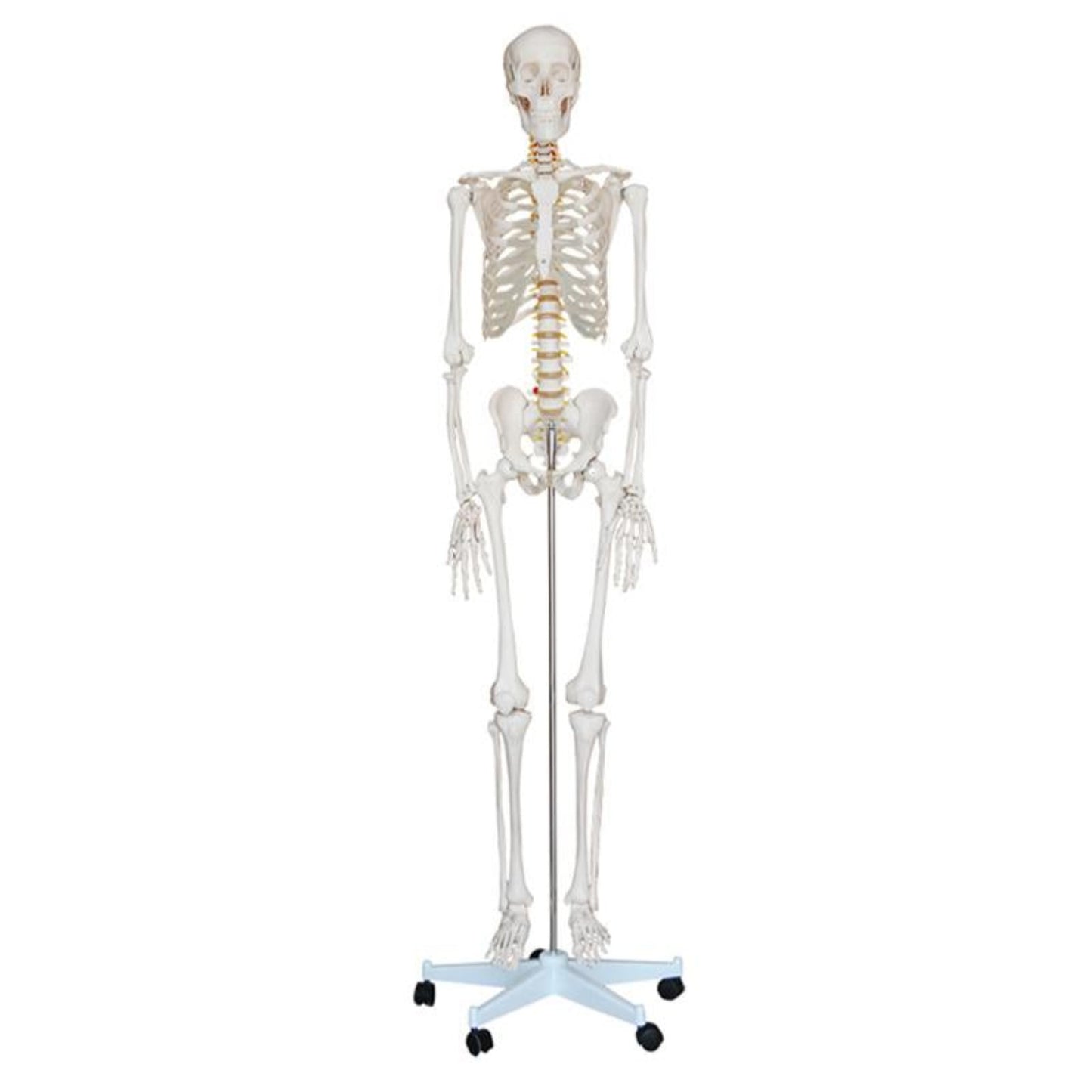 Life-Size Skeleton 180cm Tall