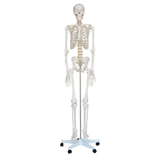 Esqueleto de tamaño real de 180 cm de altura