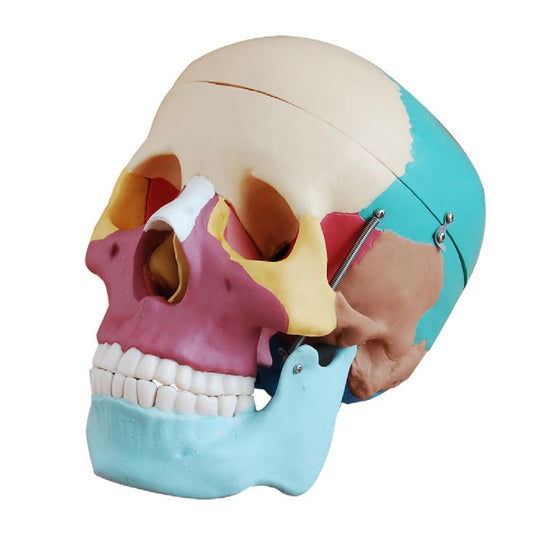 Modelo de cráneo humano con huesos de tamaño natural coloreados