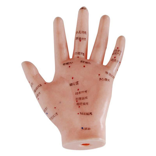Modelo de puntos de acupuntura de mano de 13 cm