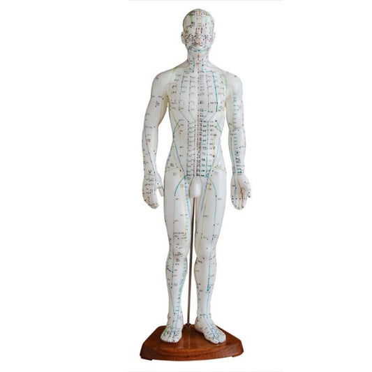Modelo de meridianos de acupuntura de cuerpo masculino de 50CM 