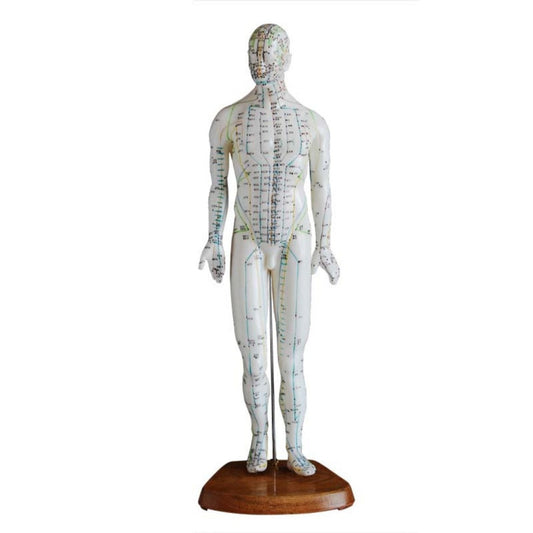 Modelo de punto de acupuntura de cuerpo humano masculino de 46 cm 