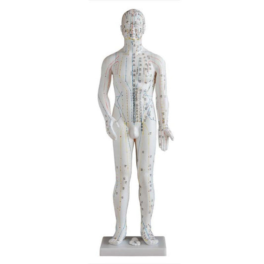 Modelo de punto de acupuntura de cuerpo humano masculino de 70 cm 