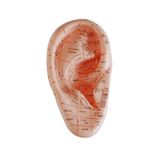 Modelo de meridianos de 17 CM modelo de puntos de acupuntura de oreja 