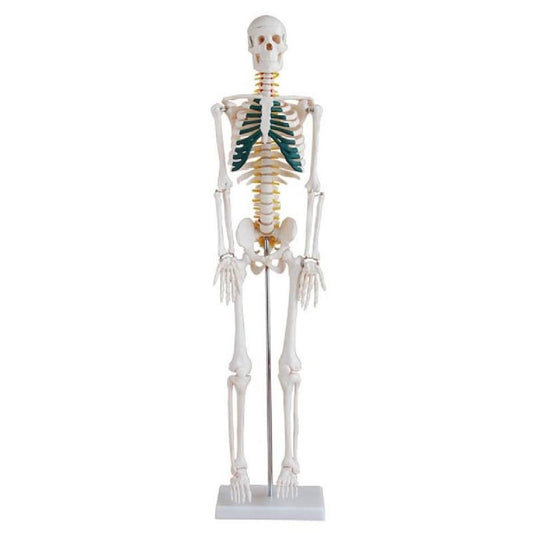 Esqueleto de 85 cm con nervios espinales