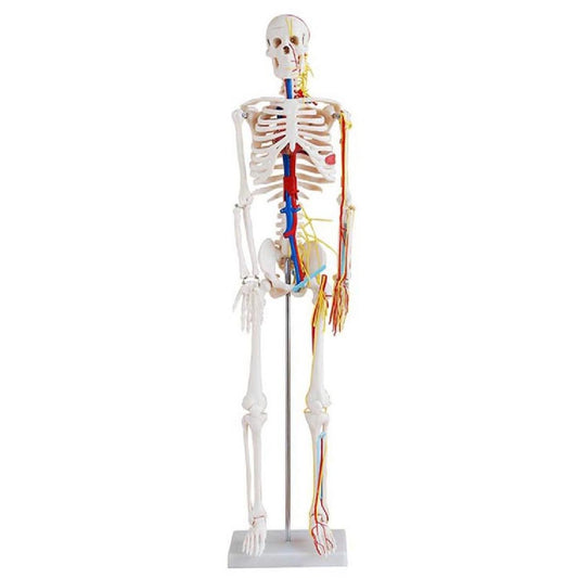 Esqueleto de 85cm con Nervios y Vasos Sanguíneos