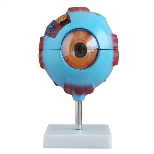 modelo de ojo gigante
