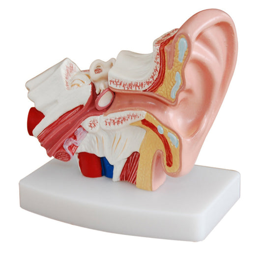 Modelo de oído de escritorio