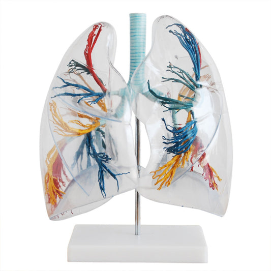Modelo del segmento pulmonar transparente