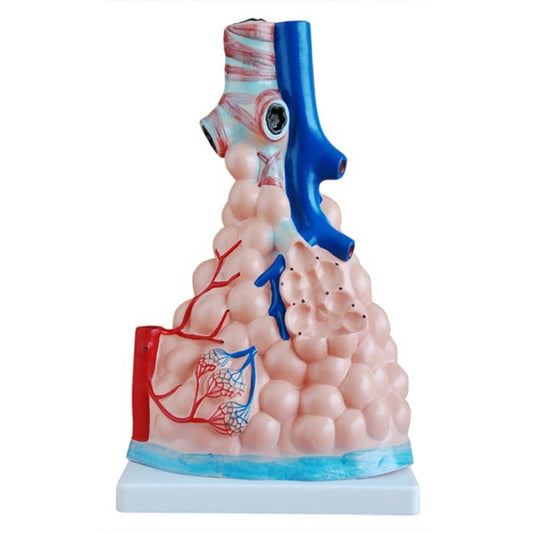 Modelo de alvéolos pulmonares ampliados