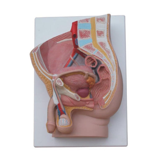 Human Male Pelvis Section (2 Parts)
