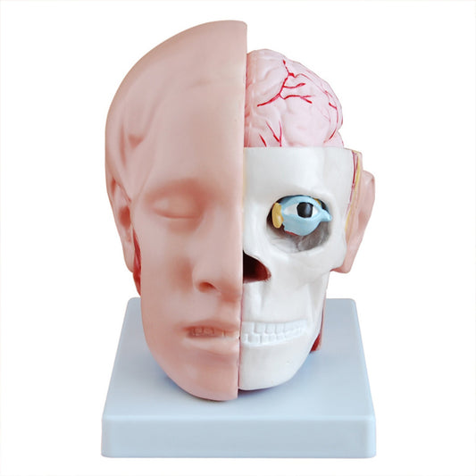 Head with Brain