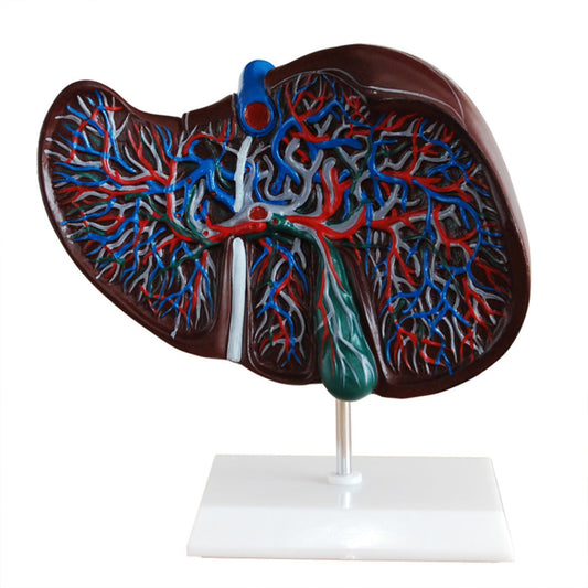 Modelo de hígado