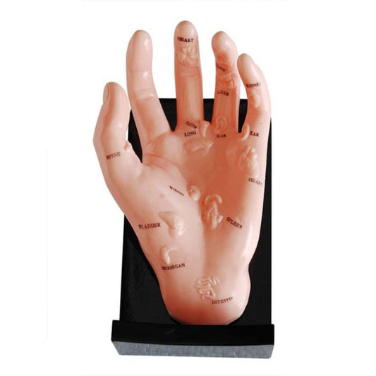 20CM Hand Acupuncture Points Model