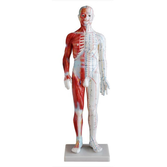 Modelo de puntos de acupuntura de cuerpo humano masculino de 60CM 