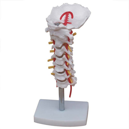 Columna vertebral cervical con arteria del cuello