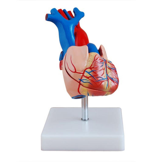 Modelo de corazón de tamaño real