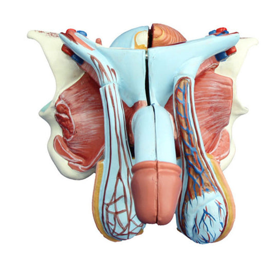 modelo de órgano genital masculino