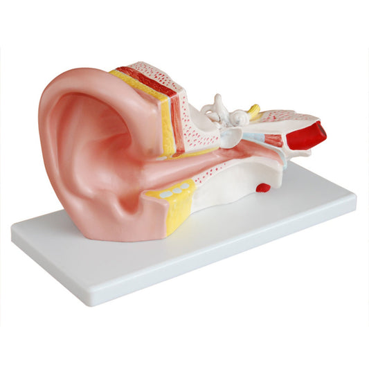 Modelo de oído medio