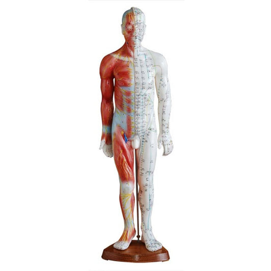 Puntos de acupuntura humanos masculinos de 55 CM y modelo muscular 