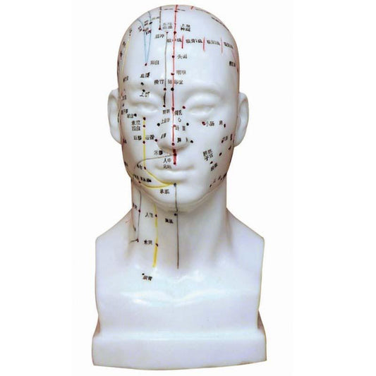 Modelo de puntos de acupuntura de cabeza humana de 21 cm 