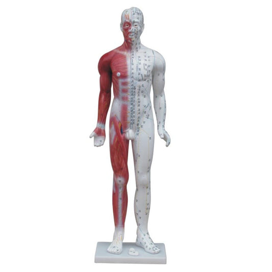 Modelo de punto de acupuntura de cuerpo humano masculino de 84 cm 