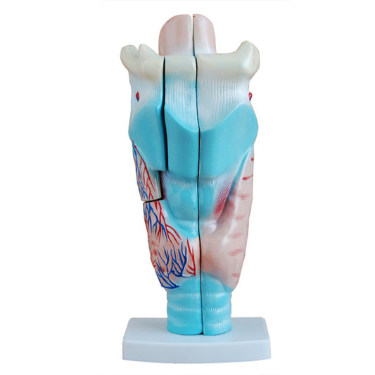 Modelo de laringe humana ampliada