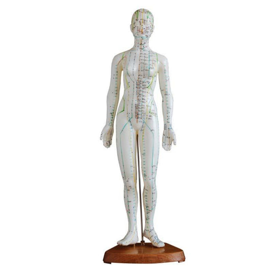 Modelo de punto de acupuntura de cuerpo humano femenino de 48 cm 