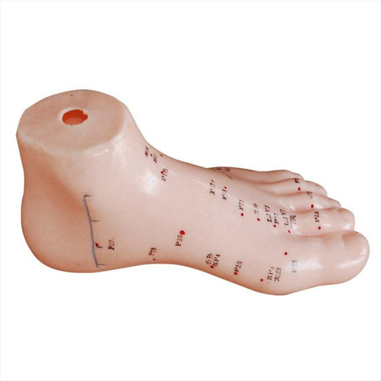 Modelo de puntos de acupuntura de pie de 13 cm (pie izquierdo)