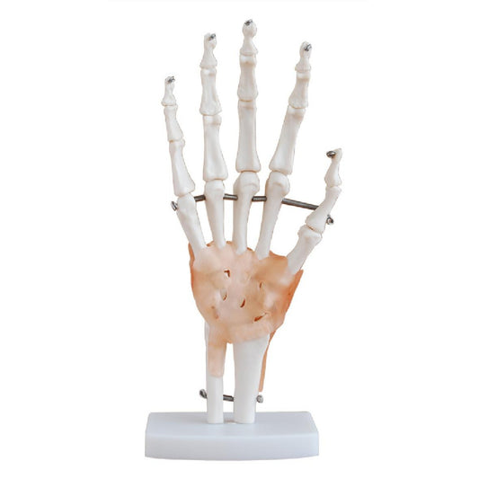 Articulación de la mano de tamaño natural con ligamentos