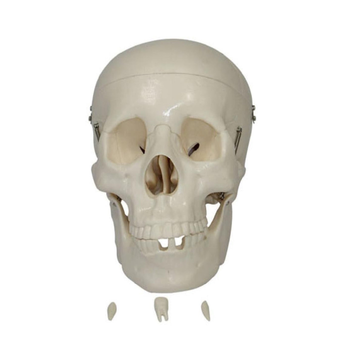 Modelo de cráneo humano de tamaño natural diseccionado en 3 partes 