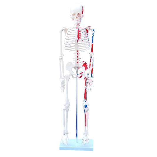 Esqueleto de 85 cm con músculos pintados