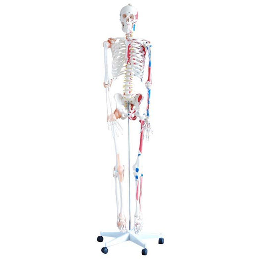 Esqueleto con Músculos y Ligamentos 180cm Alto