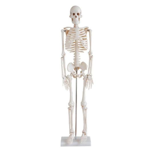 200 huesos de esqueleto humano adulto modelo 85cm