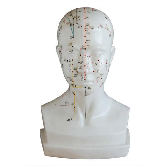 Modelo de puntos de acupuntura de cabeza humana de 43 cm 