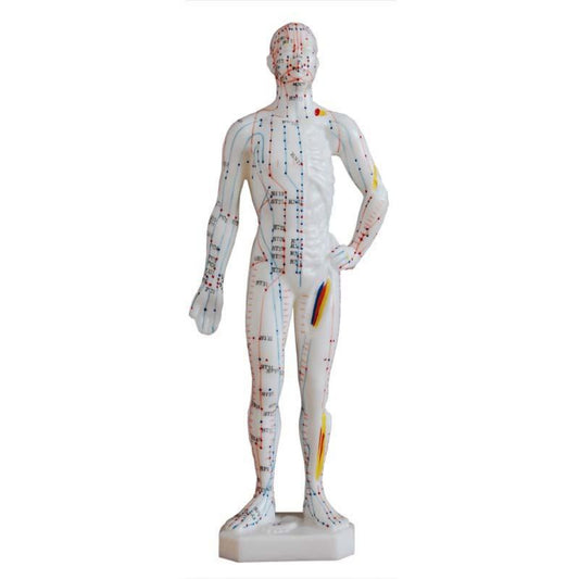 Modelo de punto de acupuntura de cuerpo humano masculino de 26 cm 